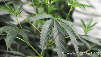 Minn. Senate panel approves medical cannabis smoking - Minnesota Public Radio News