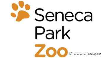 Seneca Park Zoo hosts virtual 'ZOOmathon' Wednesday night