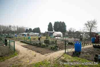 Iedereen aan de eigen kweek: hier puilen de wachtlijsten voor volkstuintjes uit