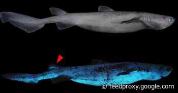 See the first photographs of glow-in-the-dark sharks     - CNET