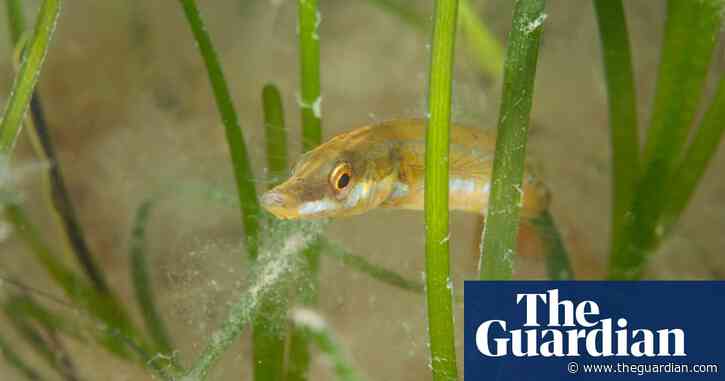 'Catastrophic': UK has lost 90% of seagrass meadows, study finds