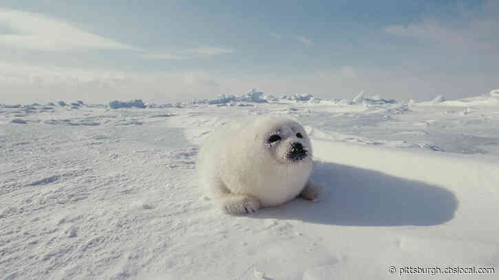 Scientists Say Harp Seal Pups Are Being Affected By Climate Change