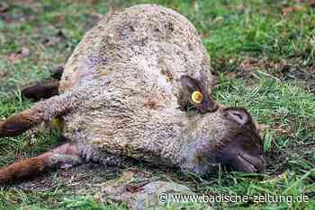 Wolf oder Hund? Bei Steinen ist ein gerissenes Schaf gefunden worden - Steinen - Badische Zeitung