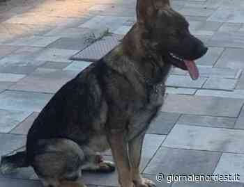 Oderzo: agente Black in forza alla Polizia Locale - Giornale Nord Est
