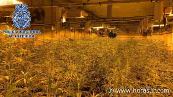 La Policía Nacional desmantela en La Línea de la Concepción un cultivo "indoor" de marihuana con más de 1000 plantas - Horasur