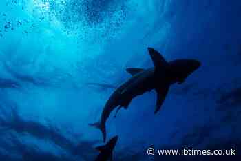 Glow-in-the-dark sharks in deep New Zealand waters surprise scientists