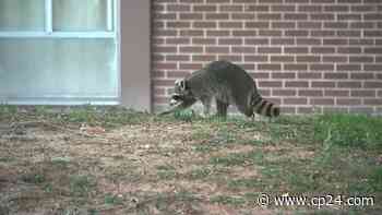 Reports of raccoon attacks have increased in Toronto during coronavirus pandemic - CP24 Toronto's Breaking News