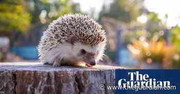 Spring into action: 15 easy March gardening tasks to prepare for the growing season