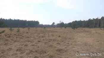 Kalmthoutse Heide heel wat minder purper dan vroeger - Gazet van Antwerpen