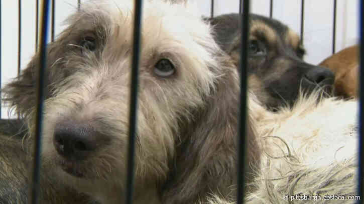 Animal Rescue Organizations Say Pandemic Has Changed Their Industry For The Better