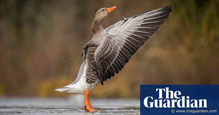 'A new world of discovery': readers' photos of their local wildlife