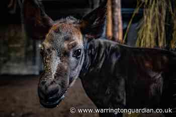 Rare baby okapi takes first steps into outside world at Chester Zoo