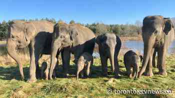 Ontario's African Lion Safari named worst place for elephants in North America