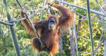 Great apes at San Diego Zoo receive experimental COVID-19 vaccine for animals     - CNET