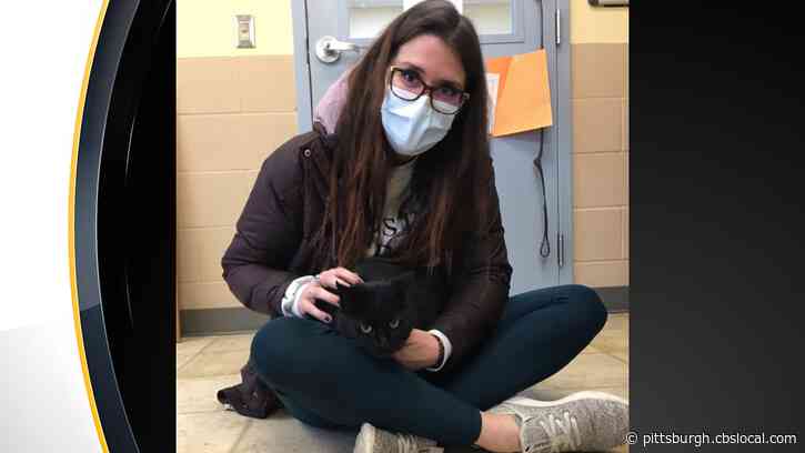 Wayward Cat Wanders From New Jersey To Pittsburgh While Missing For Over 4 Years