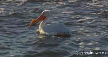Meewasin prepares for the annual return of the pelicans to Saskatoon