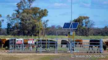 CSG insurance clause 'big on spin, light on detail', lawyer says, in its bid to protect farmers