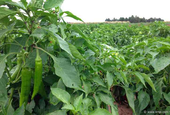 2020 marks increase for hot pepper production in New Mexico