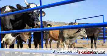 Confía Tello en mantener estatus de exportación de ganado a Estados Unidos - Periódico Mirador