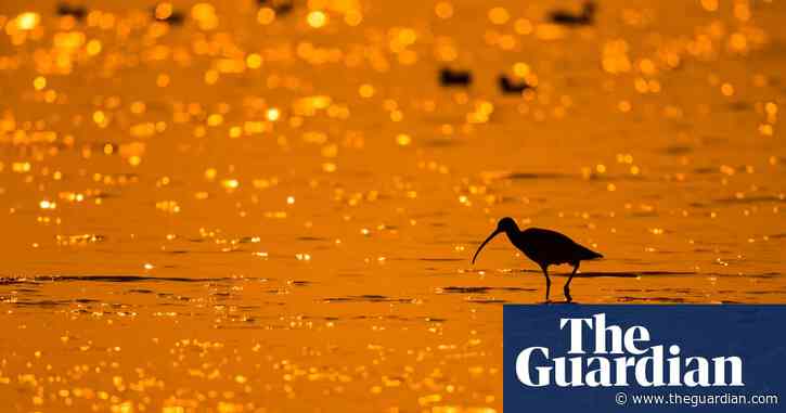 Country diary: our evening walk is serenaded by the curlew's vibrato cry