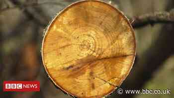 Lab-grown wood could be future of furniture