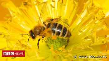 UK will no longer use bee-harming pesticide