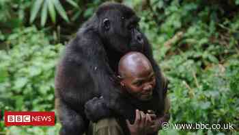 DR Congo's Virunga National Park: The deadly job of protecting gorillas