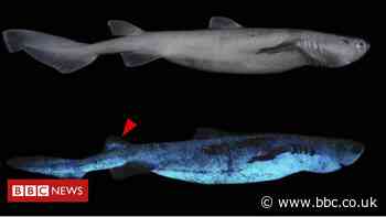 Glow-in-the-dark sharks found off New Zealand coast