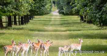 Entire herd of deer to be culled at National Trust estate