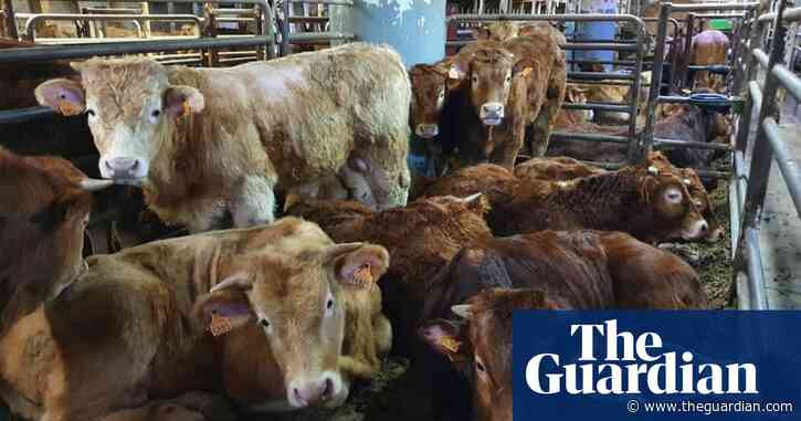 Cattle stranded on ship in Spain must be destroyed, say vets