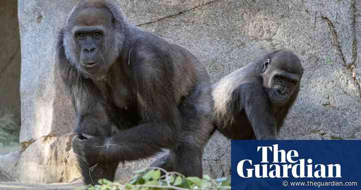 Great apes given Covid vaccines after outbreak at San Diego zoo