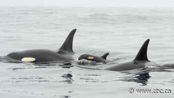 Chinook supply in winter key to survival of killer whales, study says