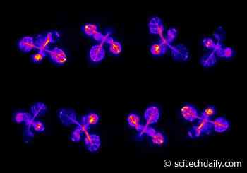 Arabidopsis Clock: Plants Set a “Bedtime” Alarm to Ensure Their Survival