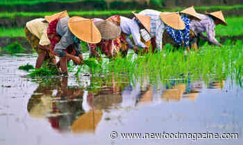 Clearing the murky waters of rice fraud - New Food