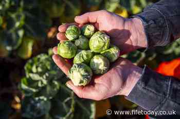 Funding for Fife mining communities to grow food to help tackle poverty - Fife Today