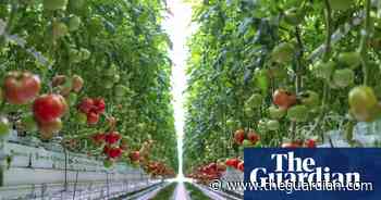 Farmers and rights groups boycott food summit over big business links - The Guardian