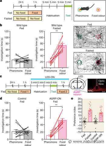 Hunger enhances food-odour attraction through a neuropeptide Y spotlight - Nature.com