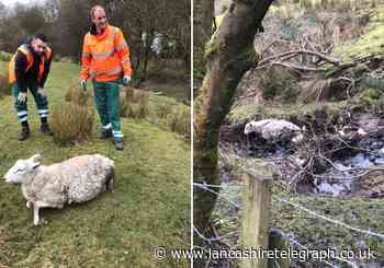 Bin men come to aid of pair rescuing sheep from Oswaldtwistle stream
