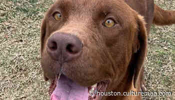 Goofy good girl Sookie is ready for a new playmate at Houston SPCA - CultureMap Houston