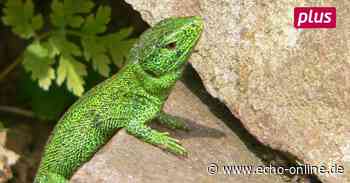 Bischofsheim: Ausschuss diskutiert über Bebauungsplan - Echo Online