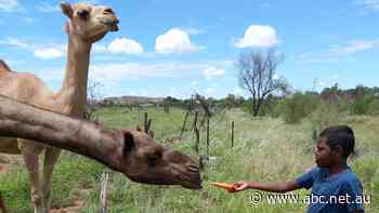From influencers to class curriculum, these outback camels are a hit with locals and tourists