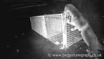 Otter with fishing line round its middle rescued