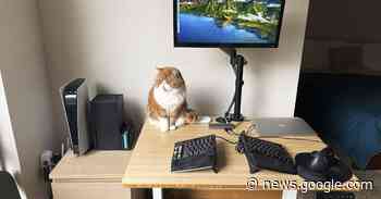 What’s on your desk, Jay Peters? - The Verge