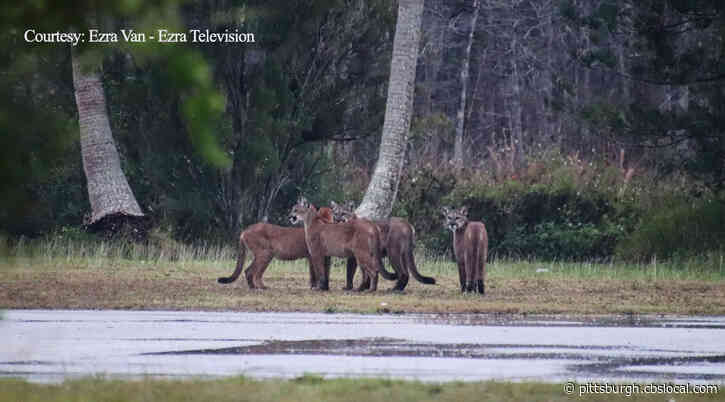 ‘I Was Physically Shaking’: Florida Man On Seeing Four Endangered Panthers At Same Time