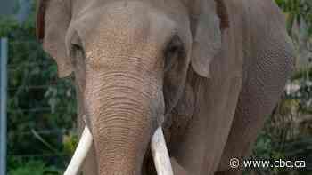 Texas zoo cancels controversial deal to buy African Lion Safari elephants for $2M