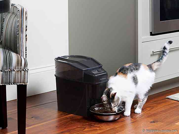 The 3 best automatic cat feeders in 2021 for wet and dry food