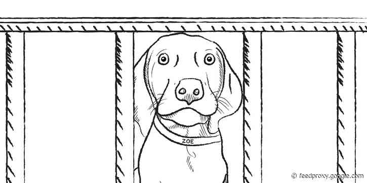 SCOTT GALLOWAY: Losing my beloved pet, Zoe, during the pandemic reminded me that time marches on. Here's what else it's teaching me.