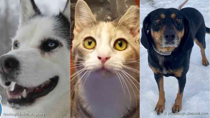 Furry Tails: Rory, Greta & Bindi Are Waiting For Forever Homes