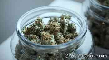 Using cannabis to treat migraines may have a painful consequence