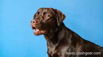 Special dog food recalled, but not for the reason you think